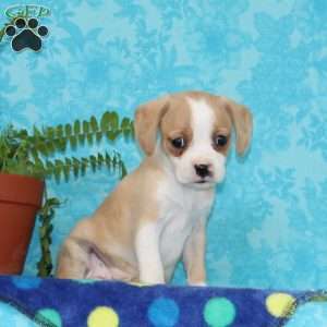 Bella, Boston Terrier Mix Puppy